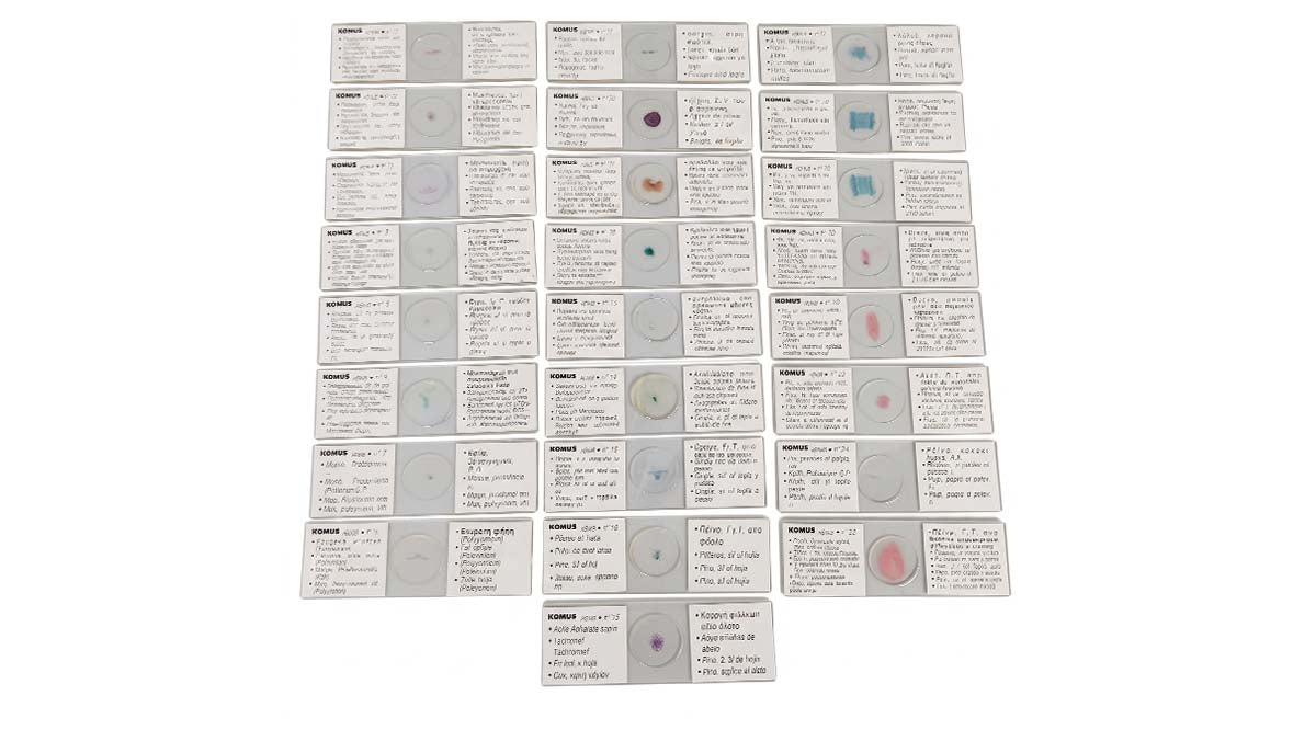 Set 25 Vetrini: Epatiche, Muschi, Pteridofite
