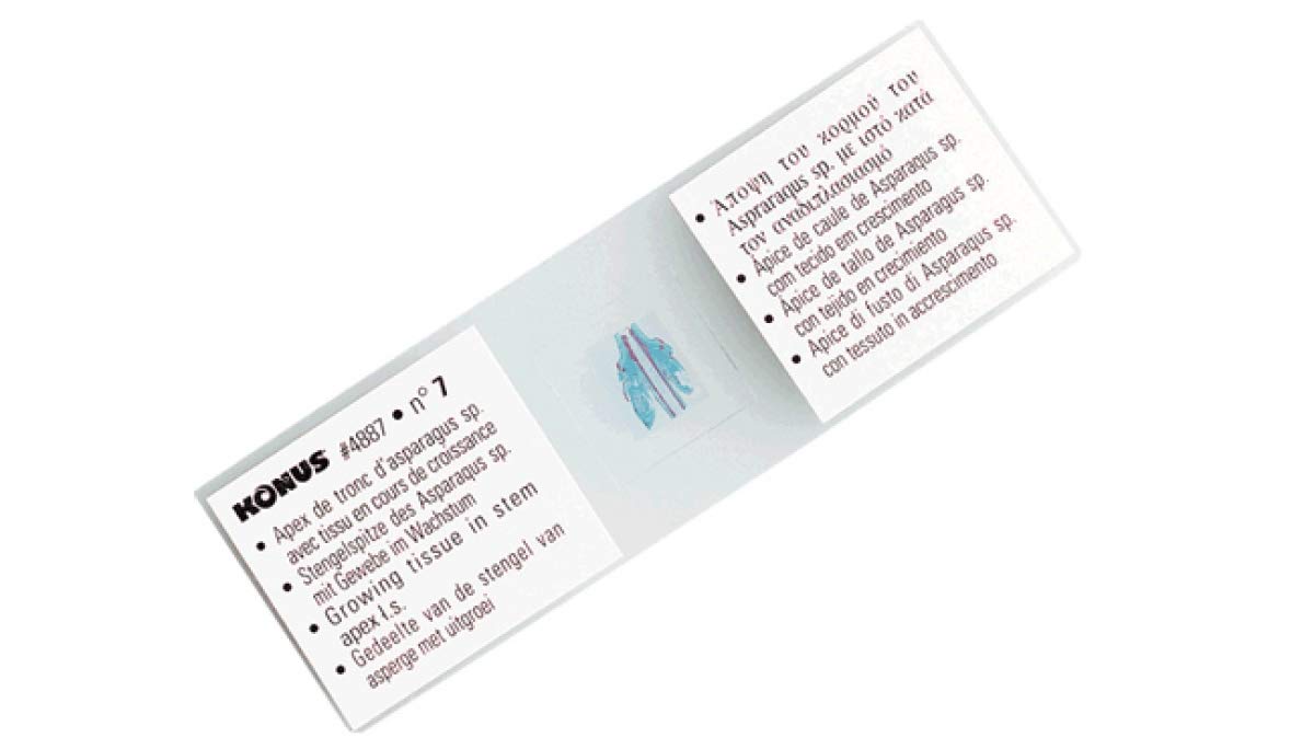 KONUS N.10 vetrini preparati: Biologia 1 - La Riproduzione della Cellula