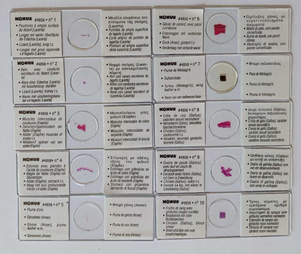 10 Vetrini Preparati Microscopio KONUS studio zoologia serpenti uccelli lucertol