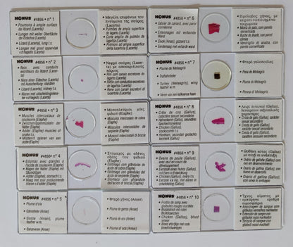 10 Vetrini Preparati Microscopio KONUS studio zoologia serpenti uccelli lucertol