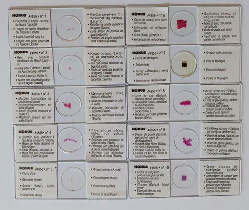 10 Vetrini Preparati Microscopio KONUS studio zoologia serpenti uccelli lucertol